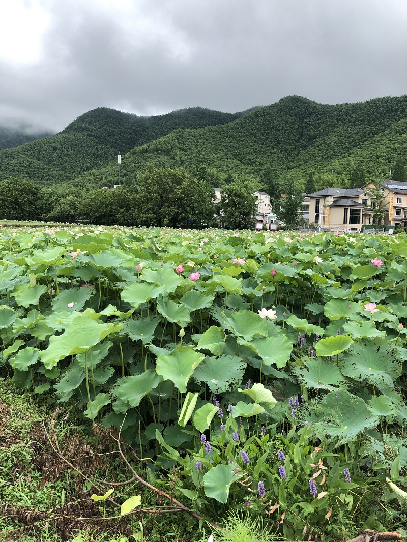 澳门历史马记录